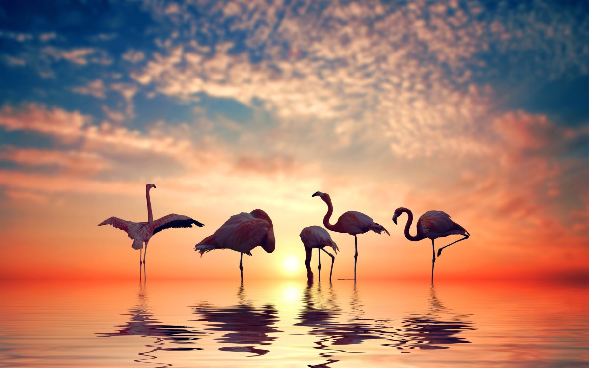 Стая Фламинго на закате