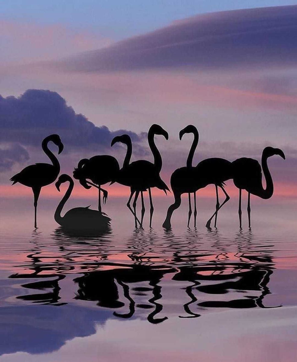 Фламинго на закате