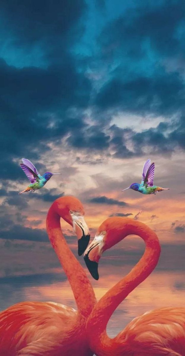 Влюбленные Фламинго