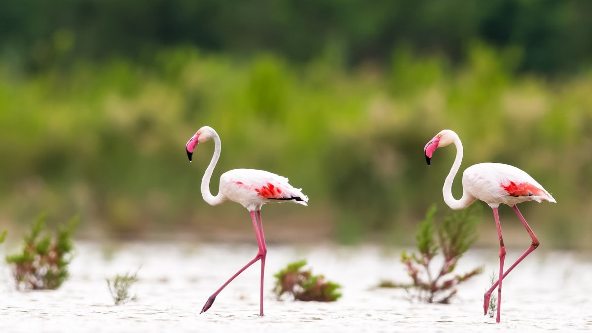 Лето Фламинго