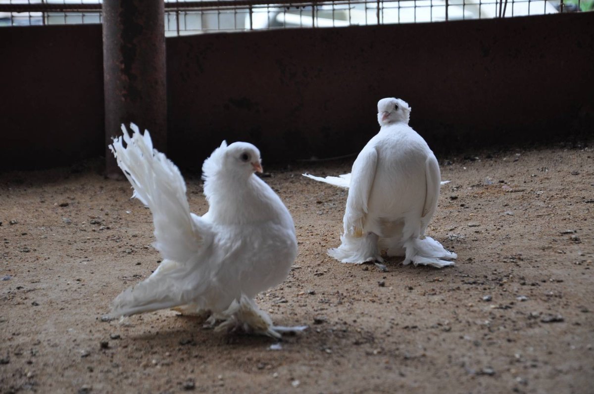 Статные породы голубей
