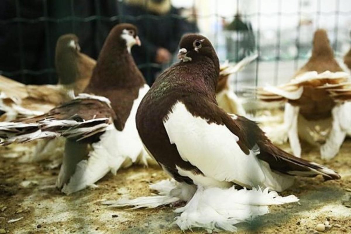 Выставочные голуби