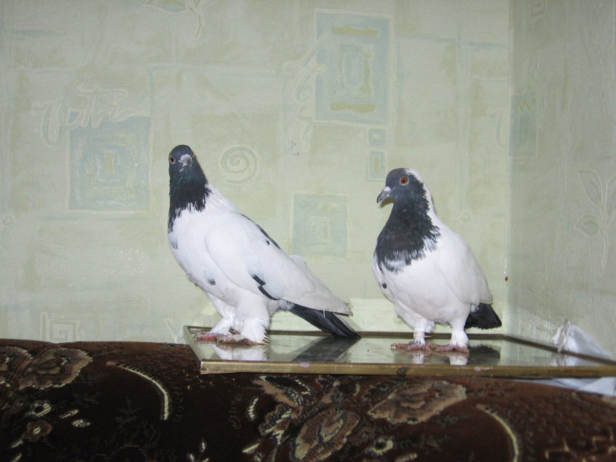 Голуби породы Нежинские