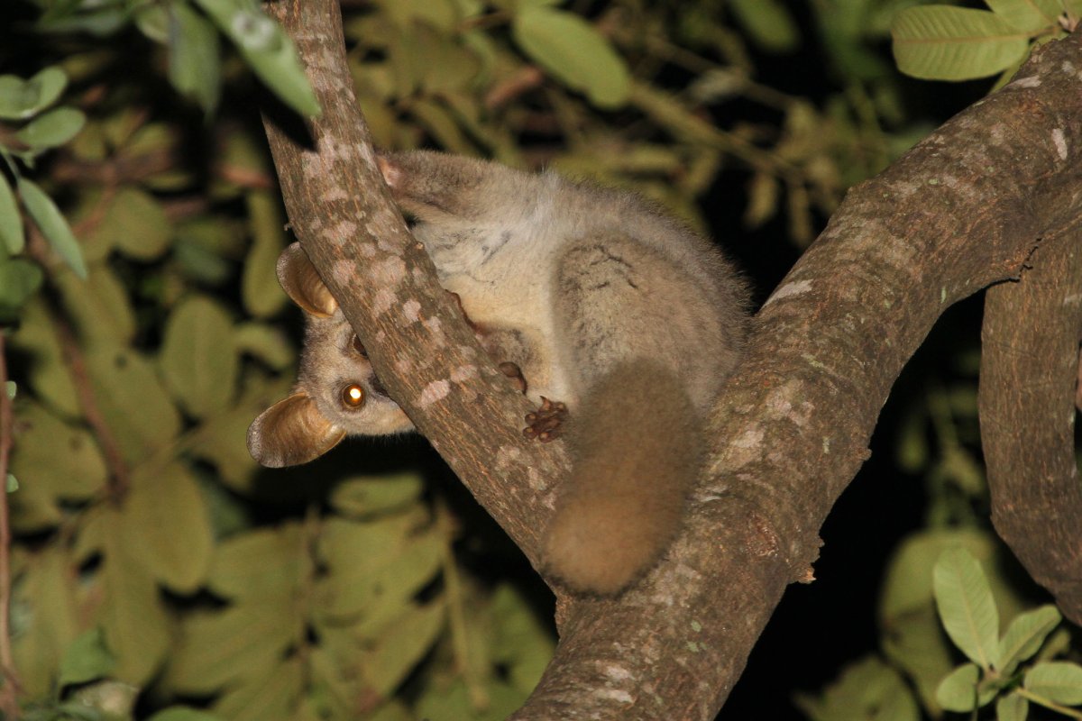 Толстохвостые галаго