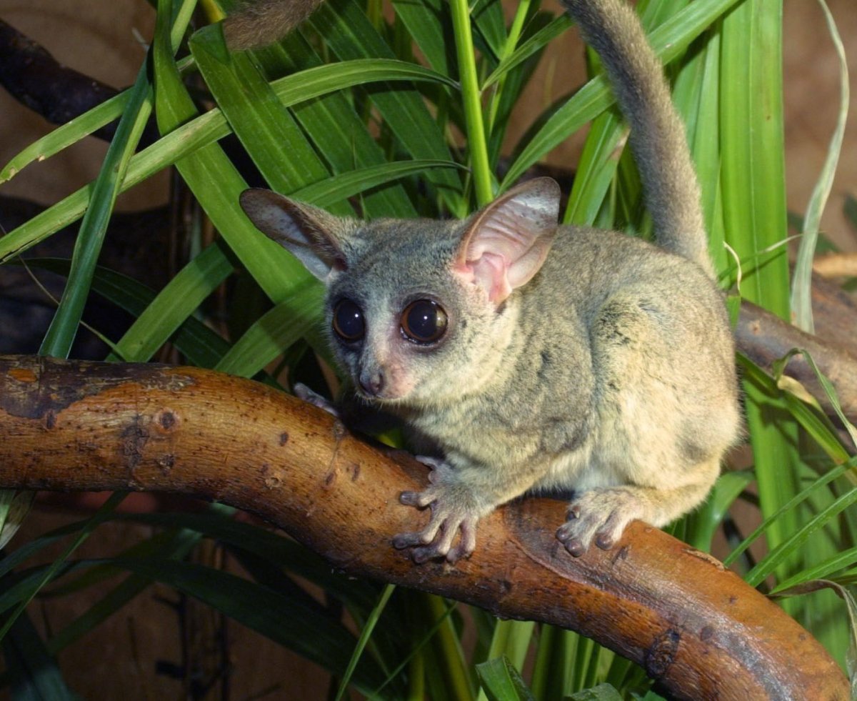 Сенегальский галаго