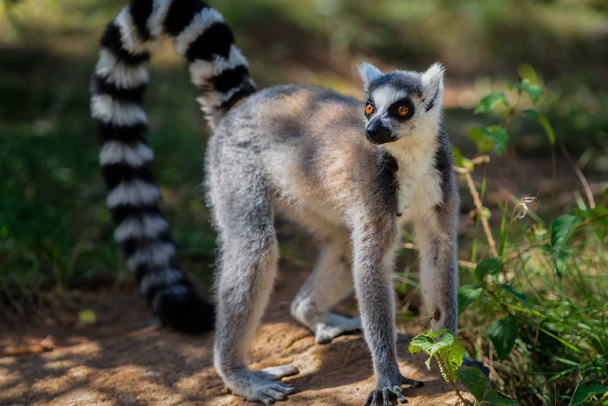 Кольцехвостый лемур