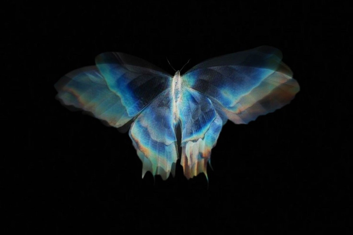 Мотыльки Эстетика