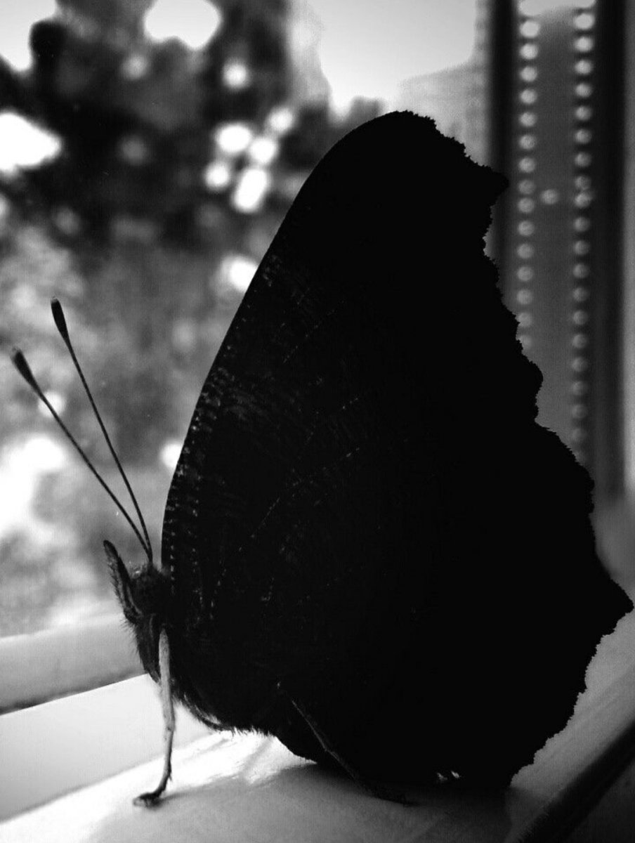 Черный мотылек