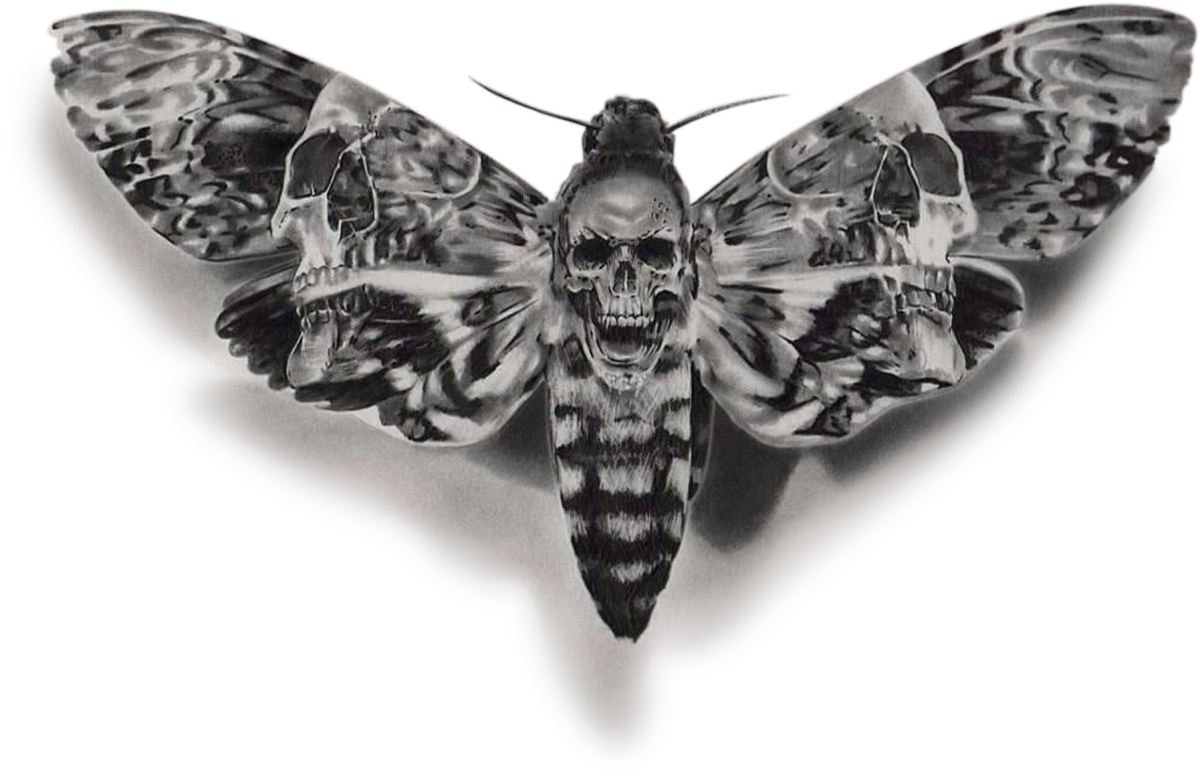 Бражник вьюнковый бабочка