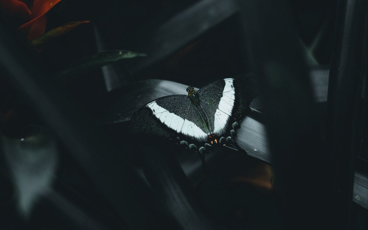 Бабочки на черном фоне Эстетика