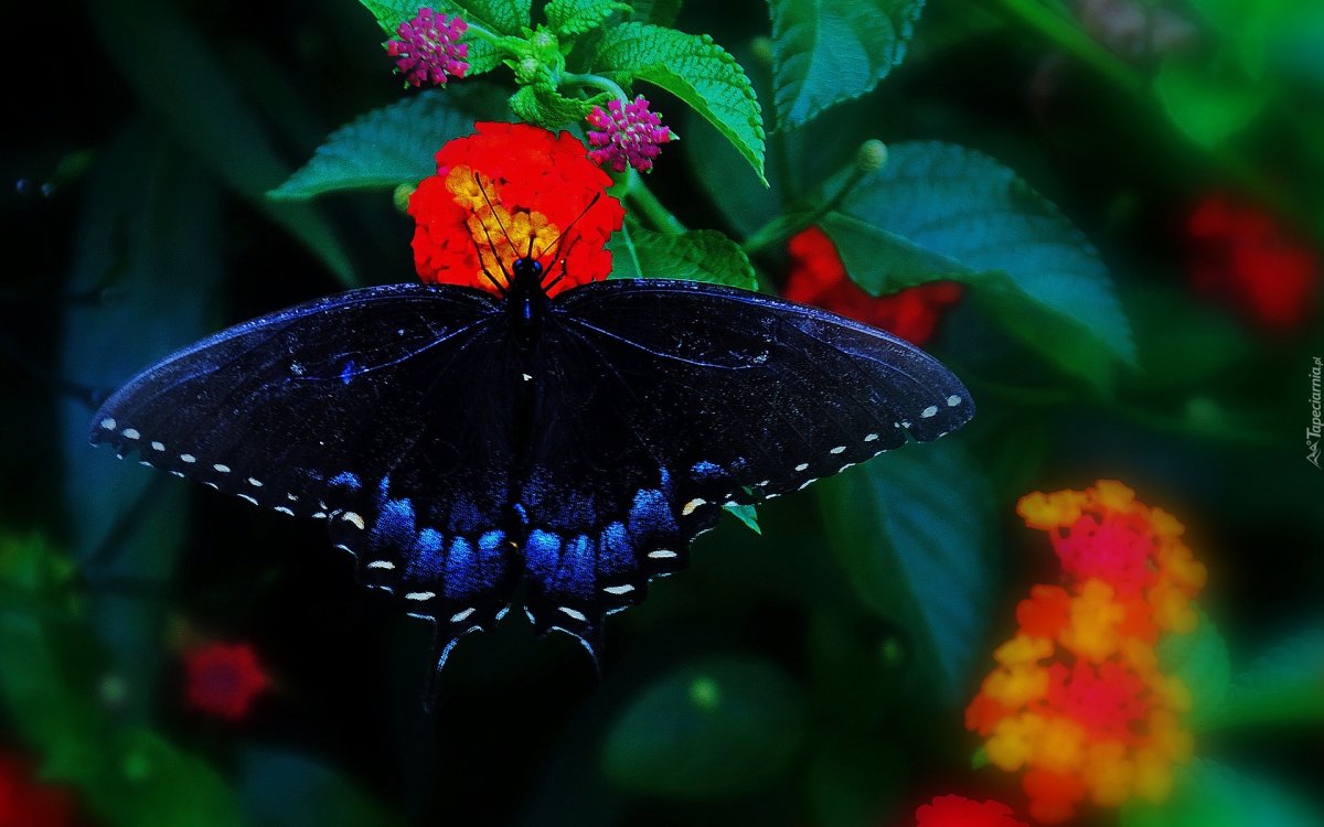 Красивые ночные бабочки