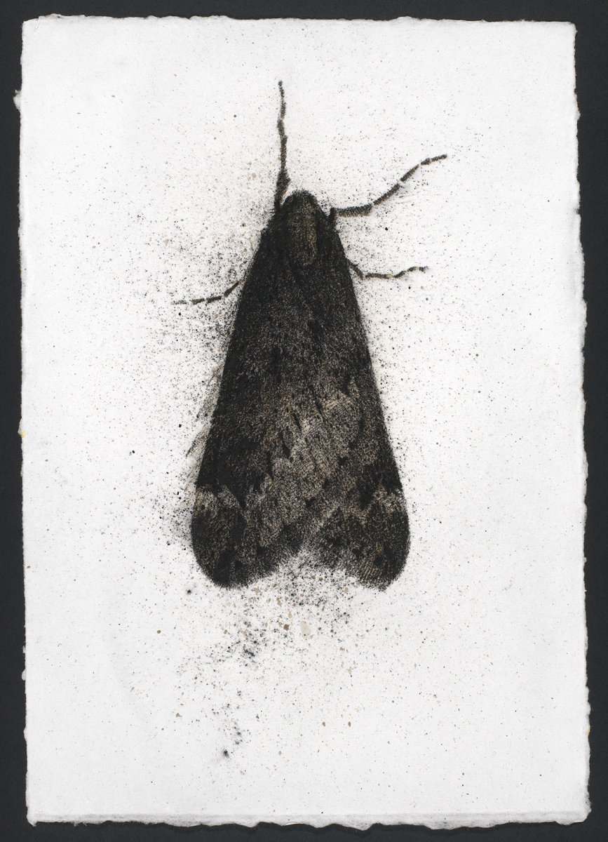 Мотылек Moth Art