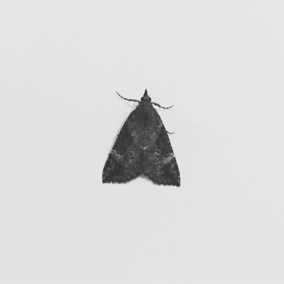 Черная моль