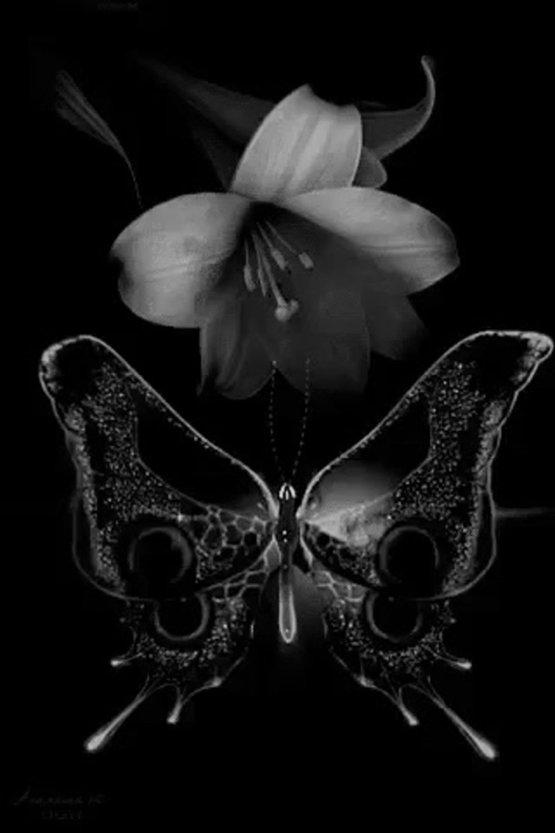 Бабочка черная