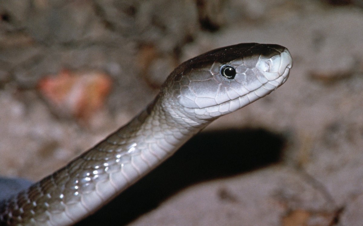 Серебристая змея