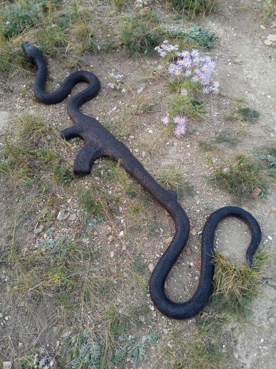 Подмосковные змеи