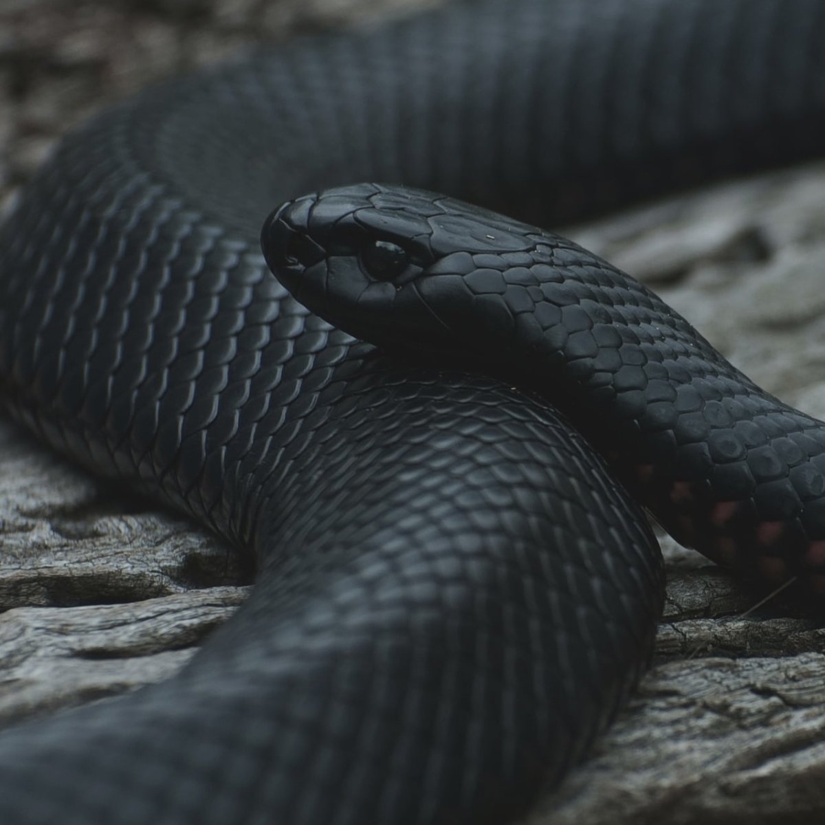 Краснобрюхий чёрный Аспид