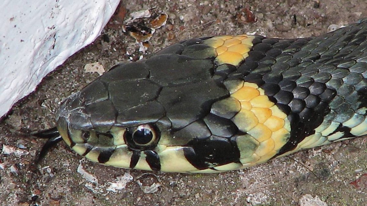 Уж обыкновенный голова