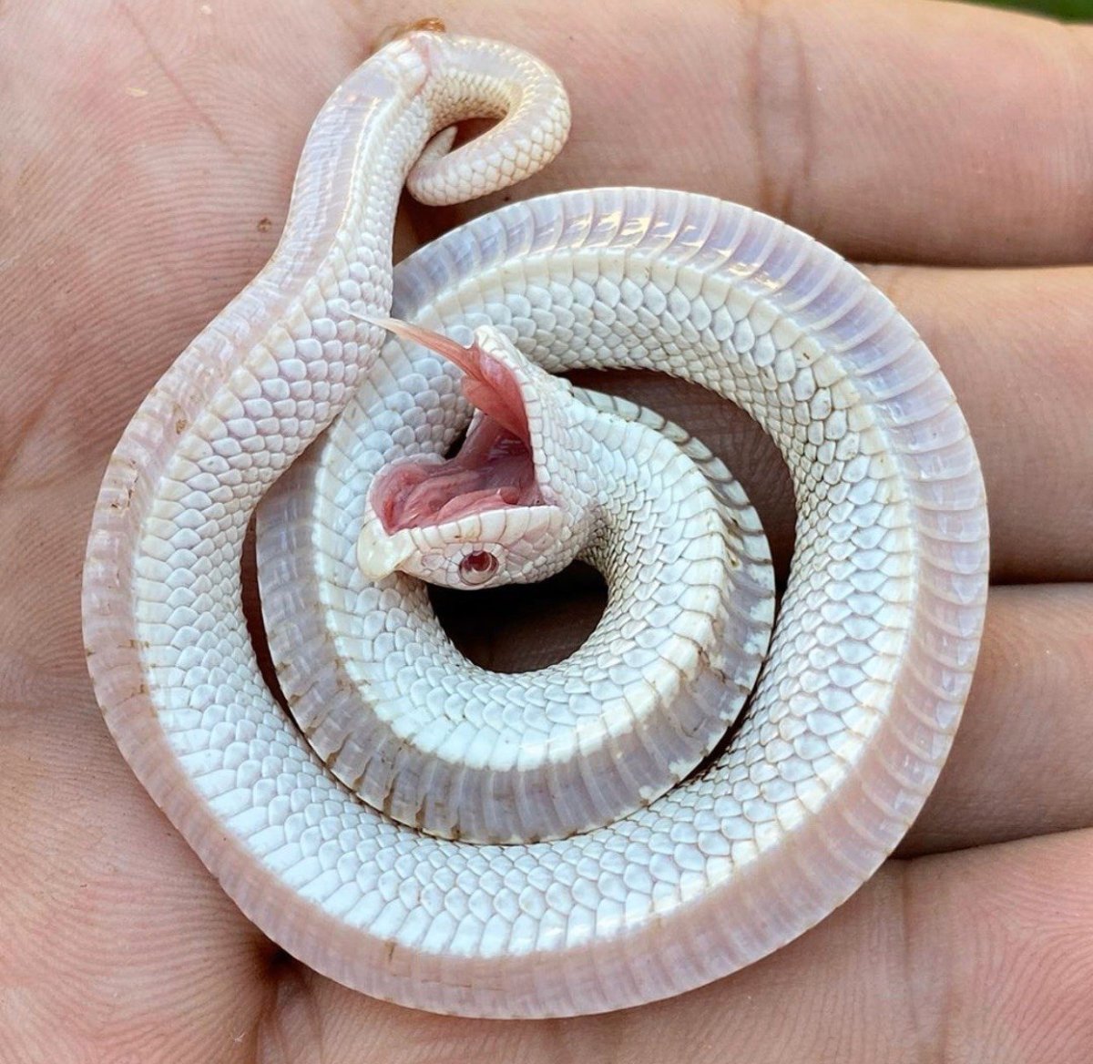 Свиноносая змейка