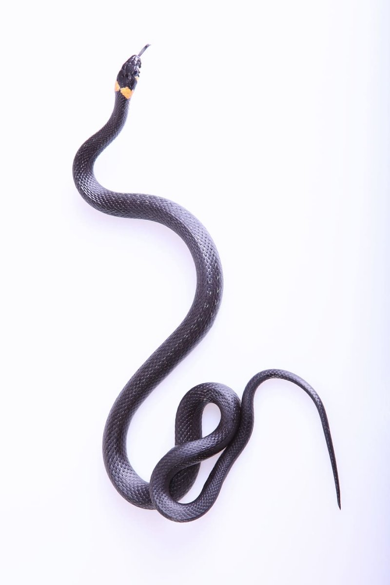 Хвост черной змеи