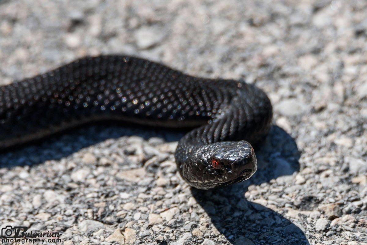 Обыкновенная гадюка меланист