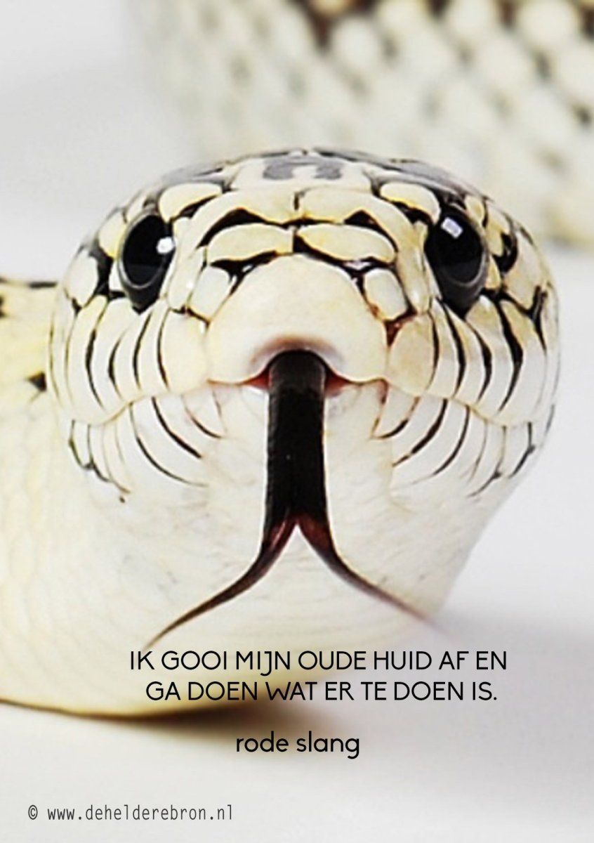 Мордочка змеи