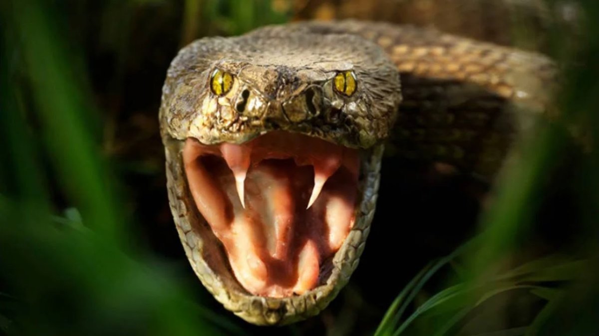 Гюрза Гадюковые (подсемейство)