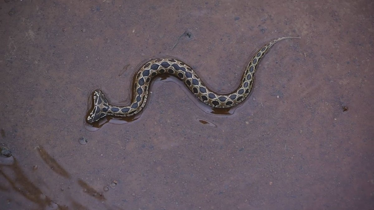 Змеи с маленькими головами