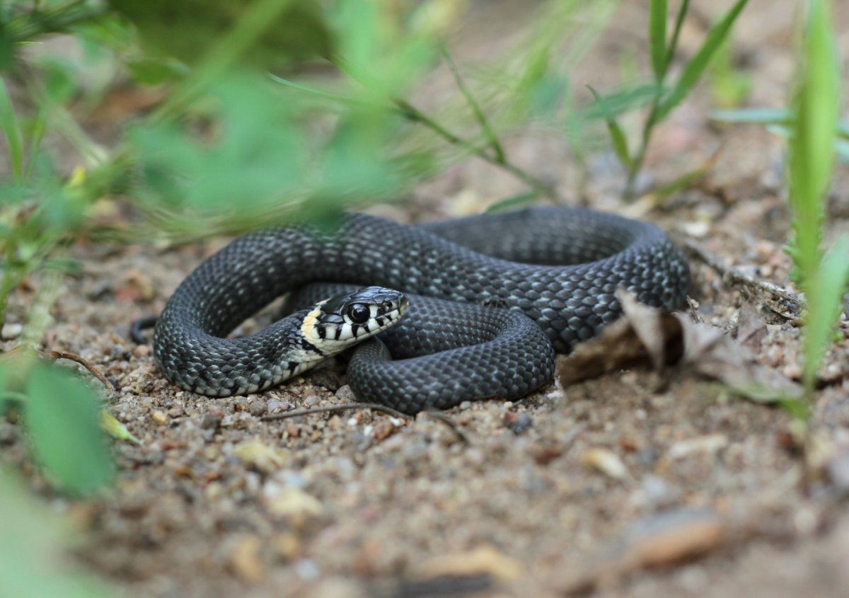 Змеи ленинградской области гадюки