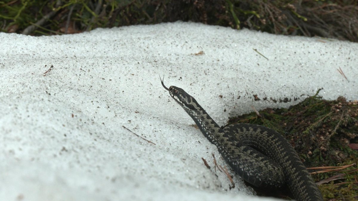 Гадюка в Ленинградской области