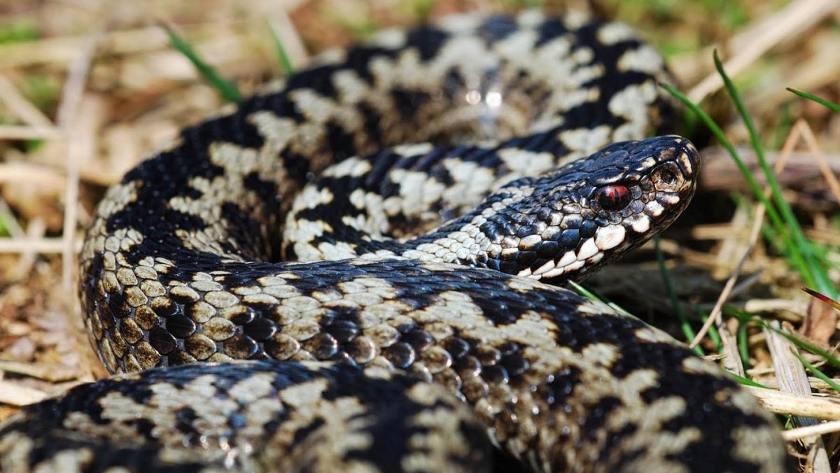 Випера Берус