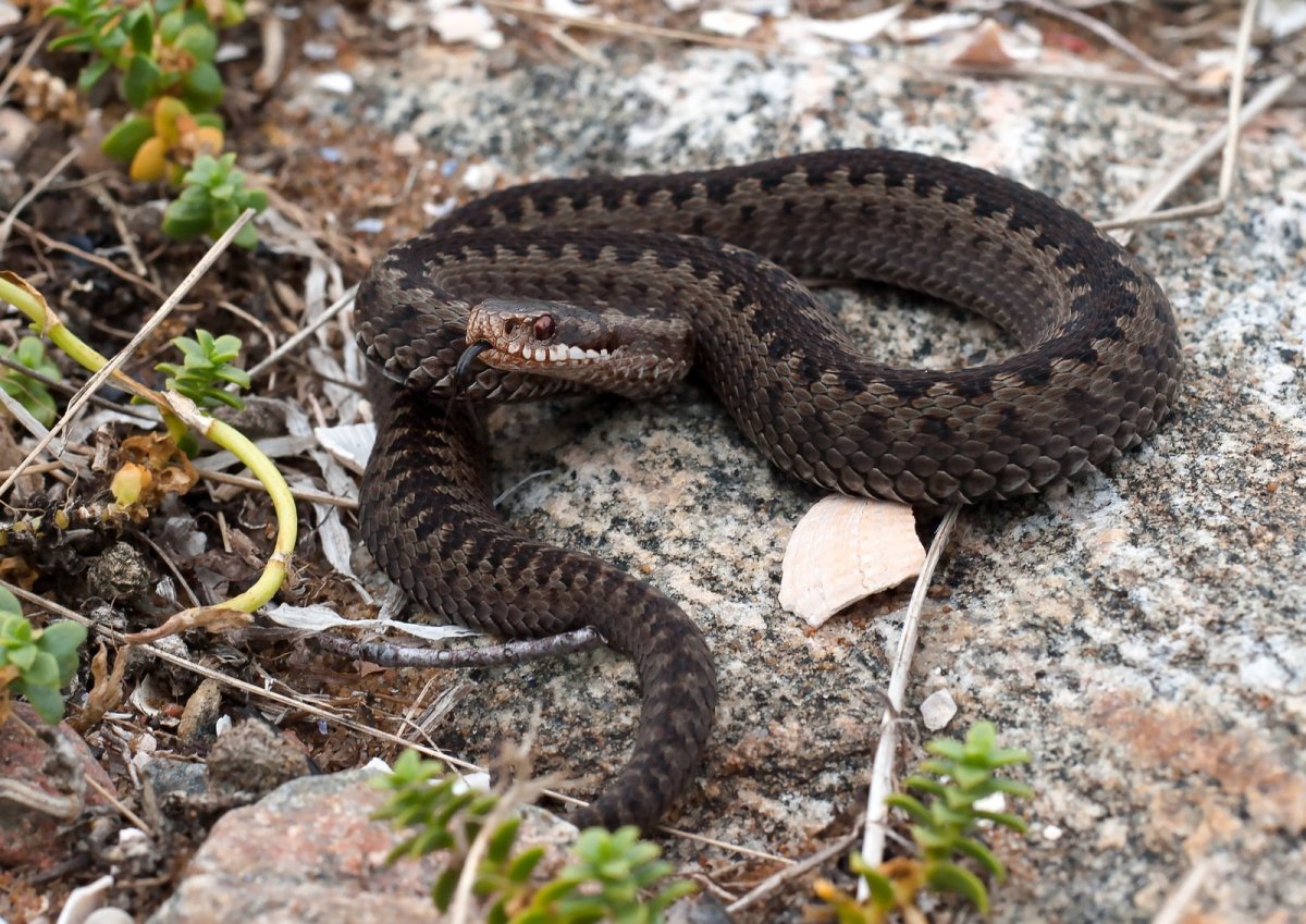 Гадюка Випера Берус