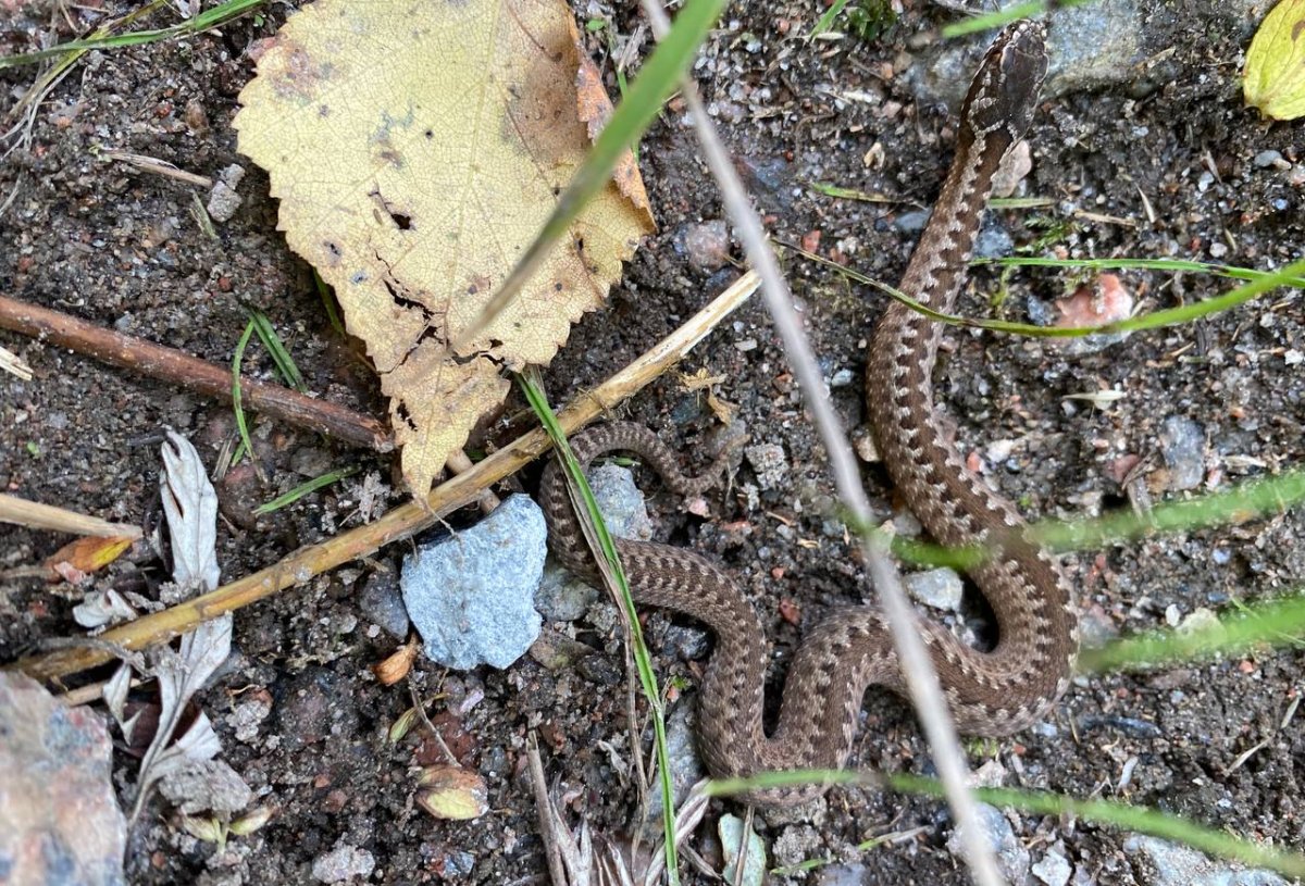 Змеи Ленинградской области гадюки