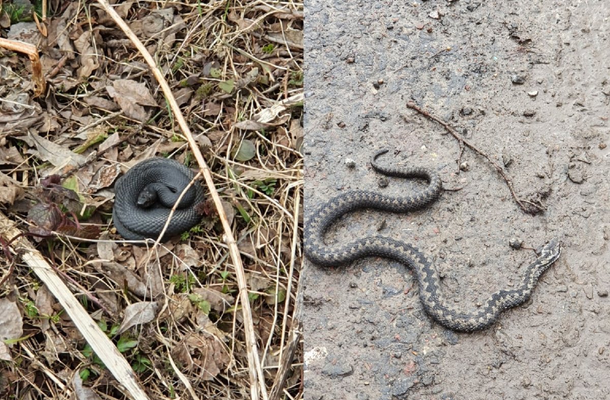 Гадюка обыкновенная (Катя