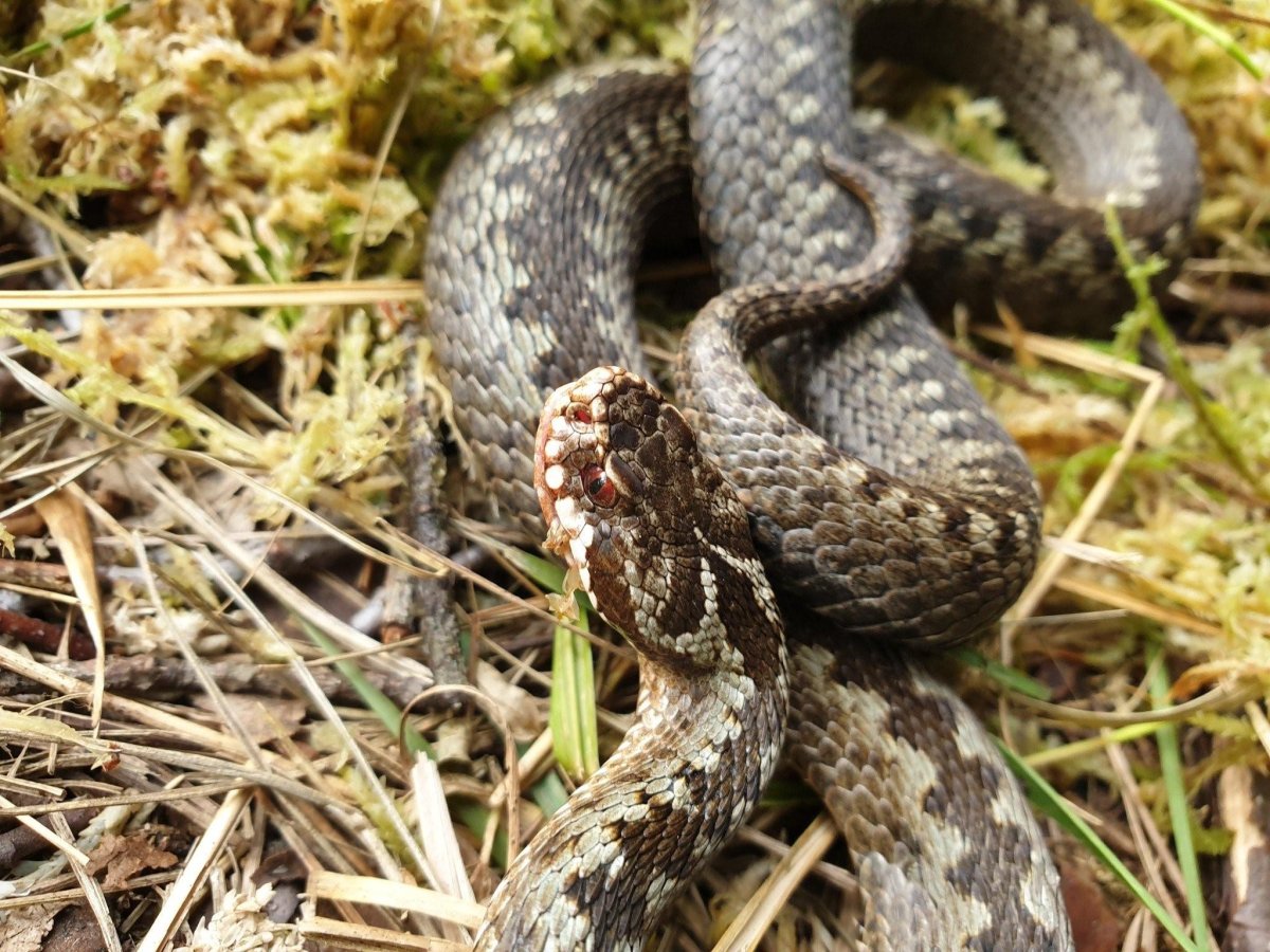 Змея гадюка