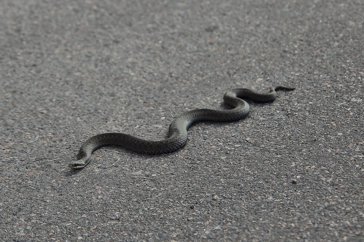 Змеи Ленинградской области гадюки
