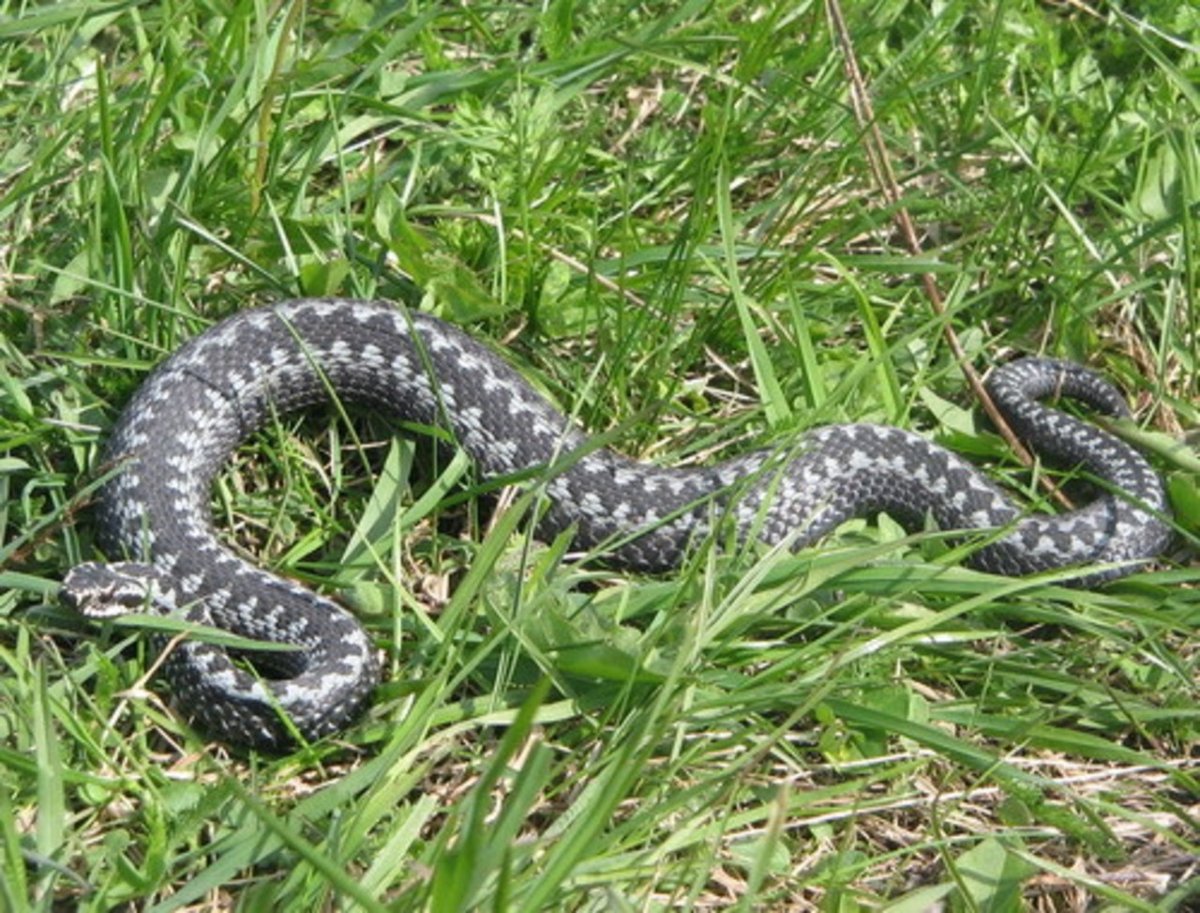 Башкирская гадюка