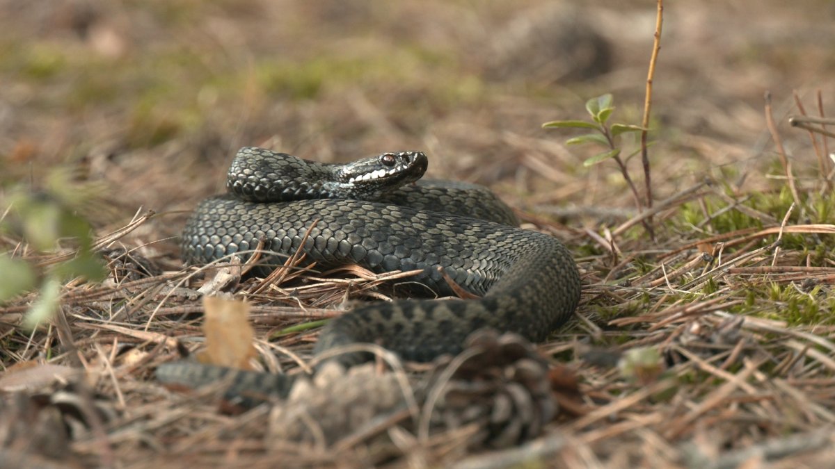 Змеи Липецкой области