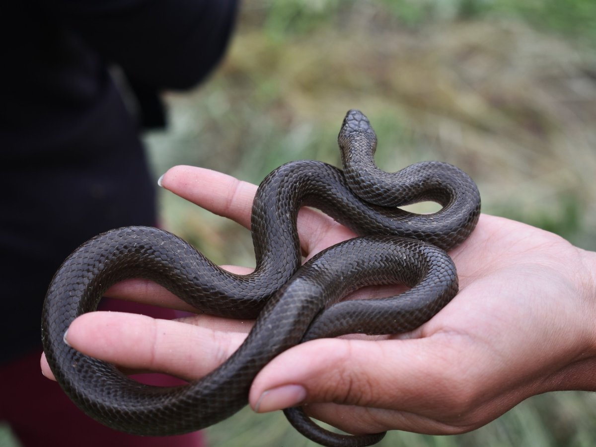 Обыкновенная гадюка меланист