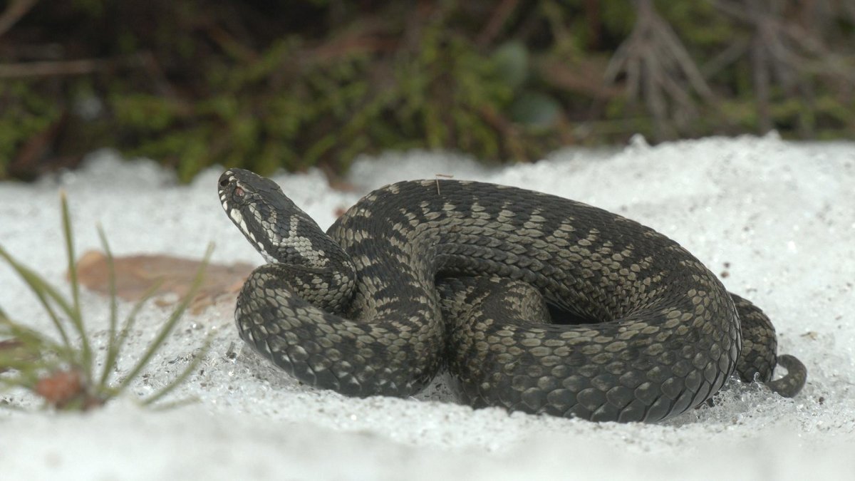 Гадюка фото