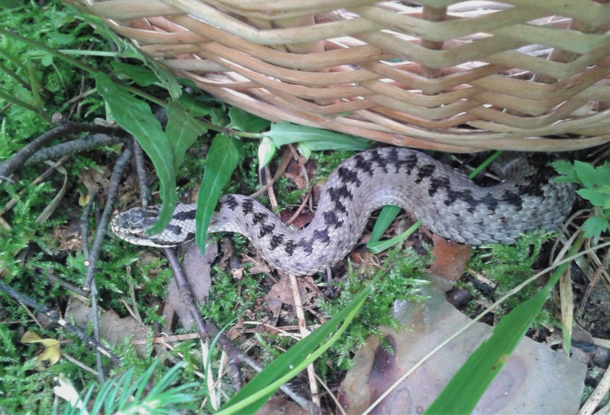 Гадюка Лотиева