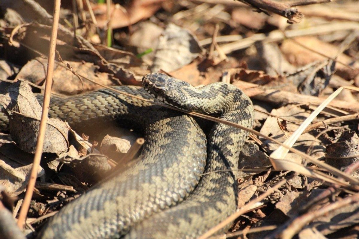 Змея гадюка Ленинградская область