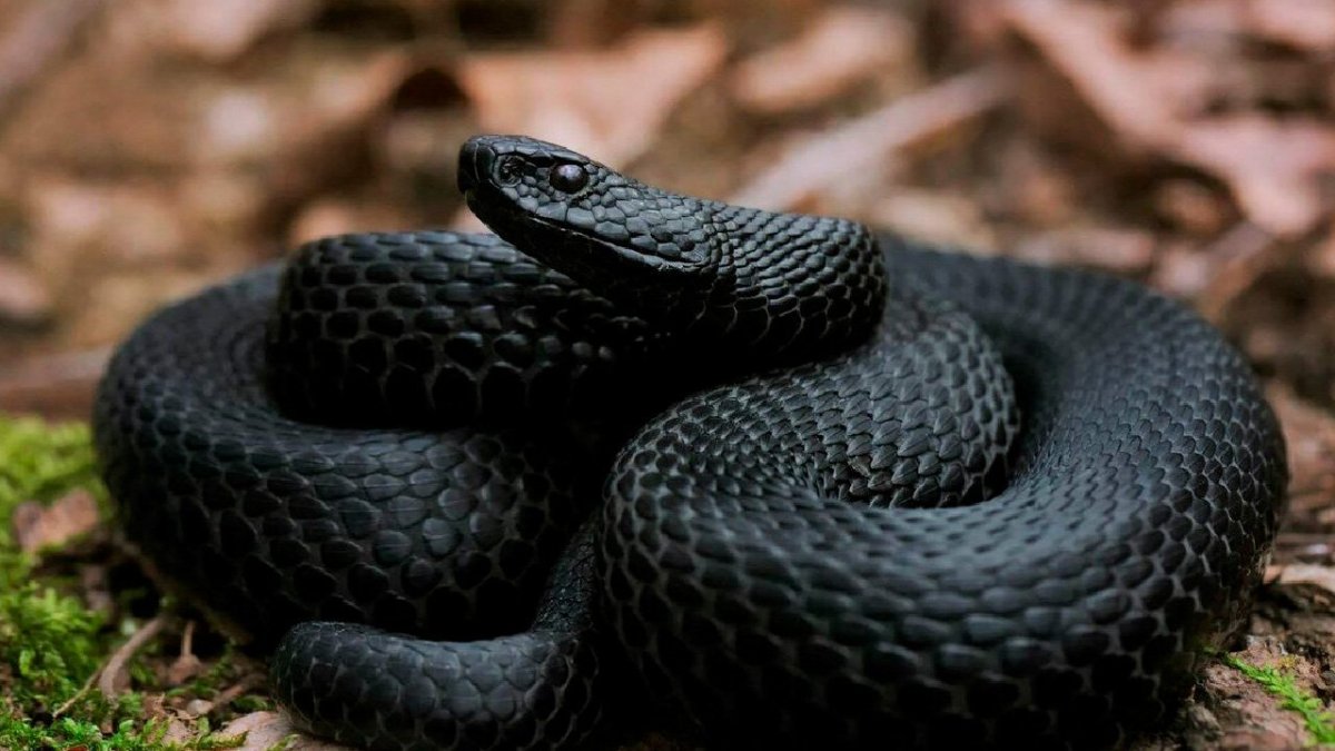 Полоз меланист