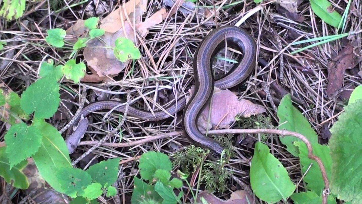 Змея гадюка в Нижегородской области