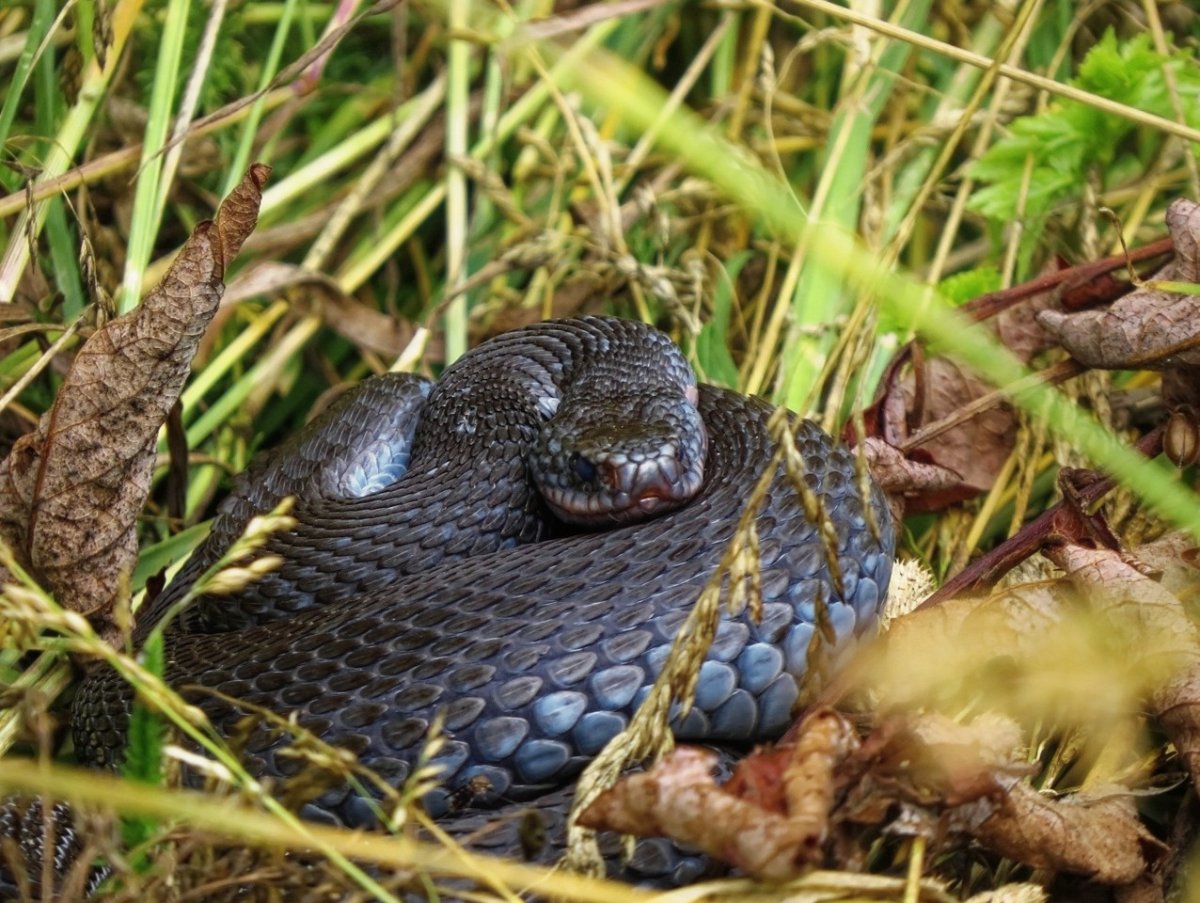 Полоз гадюка