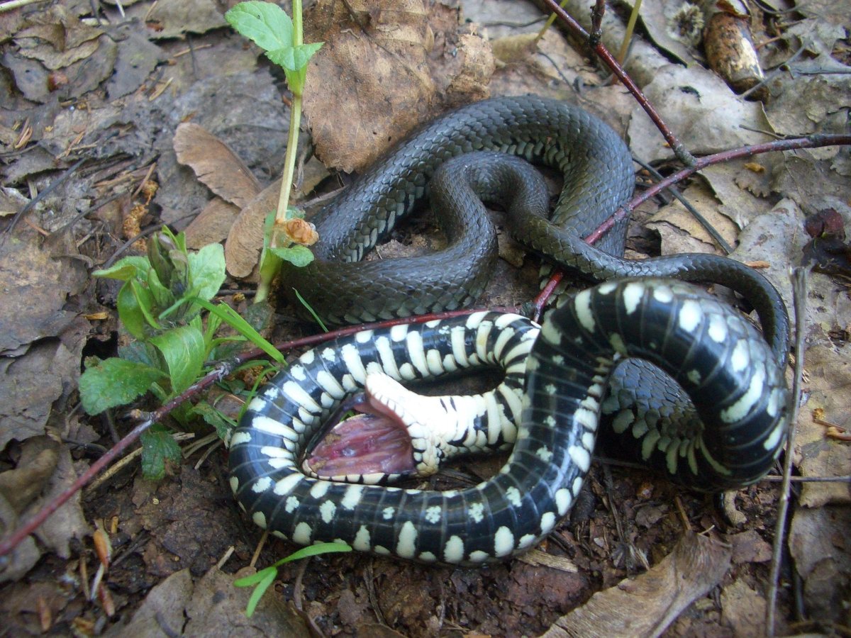 Подмосковная гадюка обыкновенная