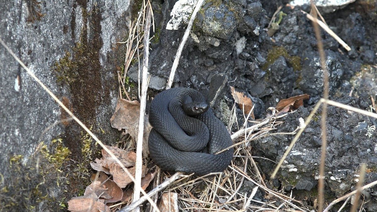 Гадюка обыкновенная в Ленинградской