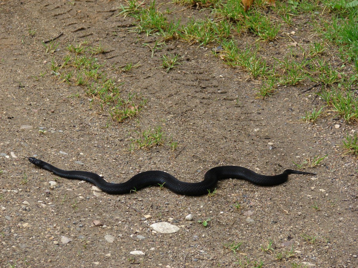 Обыкновенная гадюка черная