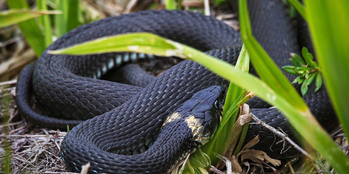 Обыкновенная гадюка меланист