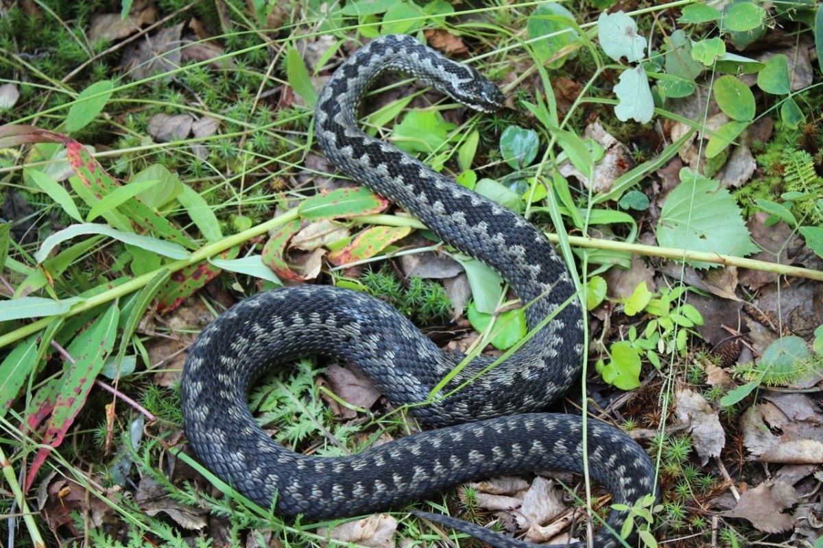 Змеи в лесу